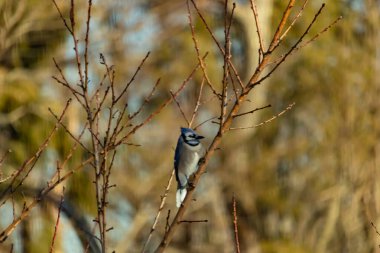 Canlı, mavi bir alakarga zarif bir şekilde soluk mavi ve kahverengilerin bulanık arka planına karşı çıplak dallara tünemiş. Doğa, vahşi yaşam, kuş izleme, huzur..