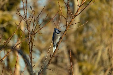 Canlı, mavi bir alakarga zarif bir şekilde soluk mavi ve kahverengilerin bulanık arka planına karşı çıplak dallara tünemiş. Doğa, vahşi yaşam, kuş izleme, huzur..