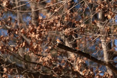 Canlı bir Doğulu mavi kuş, ılık ve sonbahar renklerinin arkaplanının ortasında bir dala tünemişti. Doğa, vahşi yaşam, huzur.