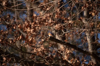 Canlı bir Doğulu mavi kuş, ılık ve sonbahar renklerinin arkaplanının ortasında bir dala tünemişti. Doğa, vahşi yaşam, huzur.