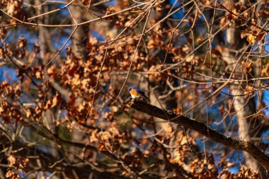 Canlı bir Doğulu mavi kuş, ılık ve sonbahar renklerinin arkaplanının ortasında bir dala tünemişti. Doğa, vahşi yaşam, huzur.
