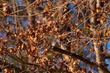 Canlı bir Doğulu mavi kuş, ılık ve sonbahar renklerinin arkaplanının ortasında bir dala tünemişti. Doğa, vahşi yaşam, huzur.