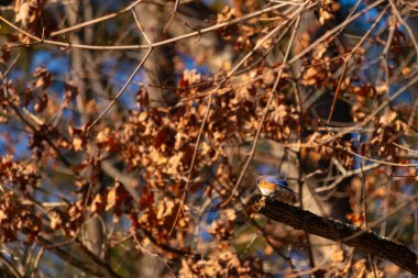 Canlı bir Doğulu mavi kuş, ılık ve sonbahar renklerinin arkaplanının ortasında bir dala tünemişti. Doğa, vahşi yaşam, huzur.