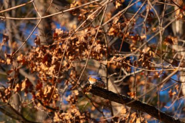 Canlı bir Doğulu mavi kuş, ılık ve sonbahar renklerinin arkaplanının ortasında bir dala tünemişti. Doğa, vahşi yaşam, huzur.