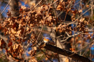 Canlı bir Doğulu mavi kuş, ılık ve sonbahar renklerinin arkaplanının ortasında bir dala tünemişti. Doğa, vahşi yaşam, huzur.