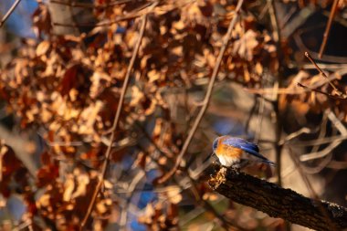 Canlı bir Doğulu mavi kuş, ılık ve sonbahar renklerinin arkaplanının ortasında bir dala tünemişti. Doğa, vahşi yaşam, huzur.