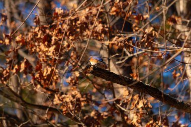 Canlı bir Doğulu mavi kuş, ılık ve sonbahar renklerinin arkaplanının ortasında bir dala tünemişti. Doğa, vahşi yaşam, huzur.