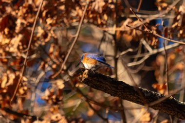 Canlı bir Doğulu mavi kuş, ılık ve sonbahar renklerinin arkaplanının ortasında bir dala tünemişti. Doğa, vahşi yaşam, huzur.