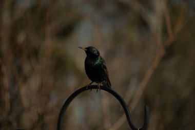 Metal bir halkanın üzerine tünemiş bir sığırcık. Yanardöner tüyleri, yumuşak ve bulanık arka planda ışığı yakalıyor. Bir kuş güzelliğinin ayrıntılarıyla yansıması.