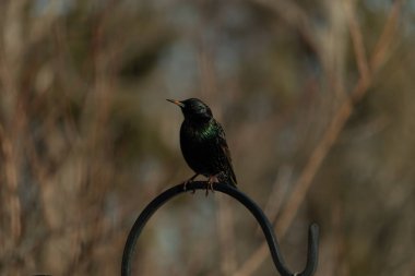 Metal bir halkanın üzerine tünemiş bir sığırcık. Yanardöner tüyleri, yumuşak ve bulanık arka planda ışığı yakalıyor. Bir kuş güzelliğinin ayrıntılarıyla yansıması.