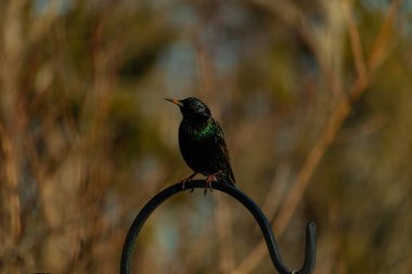 Metal bir halkanın üzerine tünemiş bir sığırcık. Yanardöner tüyleri, yumuşak ve bulanık arka planda ışığı yakalıyor. Bir kuş güzelliğinin ayrıntılarıyla yansıması.