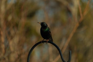 Metal bir halkanın üzerine tünemiş bir sığırcık. Yanardöner tüyleri, yumuşak ve bulanık arka planda ışığı yakalıyor. Bir kuş güzelliğinin ayrıntılarıyla yansıması.
