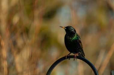 Metal bir halkanın üzerine tünemiş bir sığırcık. Yanardöner tüyleri, yumuşak ve bulanık arka planda ışığı yakalıyor. Bir kuş güzelliğinin ayrıntılarıyla yansıması.