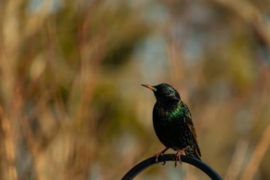 Metal bir halkanın üzerine tünemiş bir sığırcık. Yanardöner tüyleri, yumuşak ve bulanık arka planda ışığı yakalıyor. Bir kuş güzelliğinin ayrıntılarıyla yansıması.