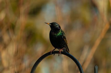 Metal bir halkanın üzerine tünemiş bir sığırcık. Yanardöner tüyleri, yumuşak ve bulanık arka planda ışığı yakalıyor. Bir kuş güzelliğinin ayrıntılarıyla yansıması.