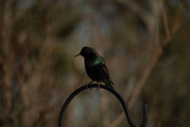 Metal bir halkanın üzerine tünemiş bir sığırcık. Yanardöner tüyleri, yumuşak ve bulanık arka planda ışığı yakalıyor. Bir kuş güzelliğinin ayrıntılarıyla yansıması.