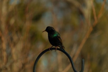 Metal bir halkanın üzerine tünemiş bir sığırcık. Yanardöner tüyleri, yumuşak ve bulanık arka planda ışığı yakalıyor. Bir kuş güzelliğinin ayrıntılarıyla yansıması.