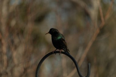 Metal bir halkanın üzerine tünemiş bir sığırcık. Yanardöner tüyleri, yumuşak ve bulanık arka planda ışığı yakalıyor. Bir kuş güzelliğinin ayrıntılarıyla yansıması.