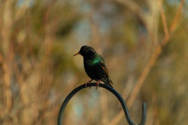Metal bir halkanın üzerine tünemiş bir sığırcık. Yanardöner tüyleri, yumuşak ve bulanık arka planda ışığı yakalıyor. Bir kuş güzelliğinin ayrıntılarıyla yansıması.