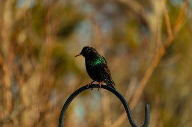 Metal bir halkanın üzerine tünemiş bir sığırcık. Yanardöner tüyleri, yumuşak ve bulanık arka planda ışığı yakalıyor. Bir kuş güzelliğinin ayrıntılarıyla yansıması.