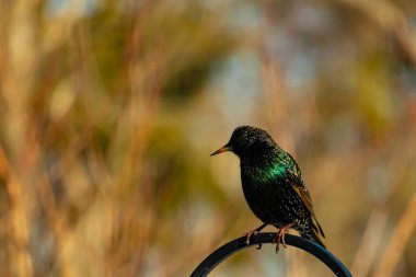 Metal bir halkanın üzerine tünemiş bir sığırcık. Yanardöner tüyleri, yumuşak ve bulanık arka planda ışığı yakalıyor. Bir kuş güzelliğinin ayrıntılarıyla yansıması.