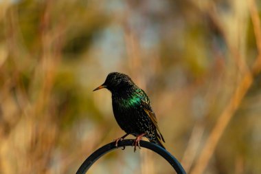 Metal bir halkanın üzerine tünemiş bir sığırcık. Yanardöner tüyleri, yumuşak ve bulanık arka planda ışığı yakalıyor. Bir kuş güzelliğinin ayrıntılarıyla yansıması.