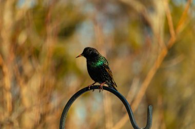 Metal bir halkanın üzerine tünemiş bir sığırcık. Yanardöner tüyleri, yumuşak ve bulanık arka planda ışığı yakalıyor. Bir kuş güzelliğinin ayrıntılarıyla yansıması.