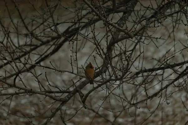 Çarpıcı sarı bir kardinal, nadir görülen bir renk değişimi, sessiz tonların bulanık arka planına karşı çıplak dallar arasında tünemiş. Eşsiz vahşi yaşam, kuş izleme, doğa..