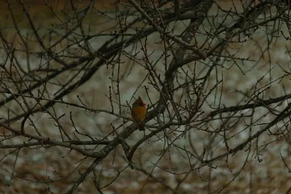 Çarpıcı sarı bir kardinal, nadir görülen bir renk değişimi, sessiz tonların bulanık arka planına karşı çıplak dallar arasında tünemiş. Eşsiz vahşi yaşam, kuş izleme, doğa..