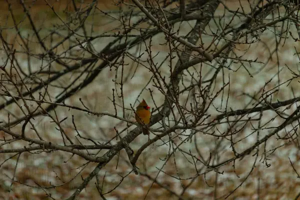 Çarpıcı sarı bir kardinal, nadir görülen bir renk değişimi, sessiz tonların bulanık arka planına karşı çıplak dallar arasında tünemiş. Eşsiz vahşi yaşam, kuş izleme, doğa..