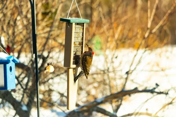Küçük bir kuş yakındaki bir daldan izlerken Kuzeyli bir titrek süet besleyicisine tutunur. Arka bahçe kuşları, ağaçkakanlar, vahşi yaşam, beslenme zamanı..