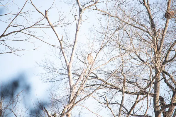 Kızıl omuzlu şahin, açık mavi gökyüzüne karşı çıplak kış dallarında tünemişti. Doğal ortamında görkemli bir yırtıcı kuş. Vahşi yaşam.