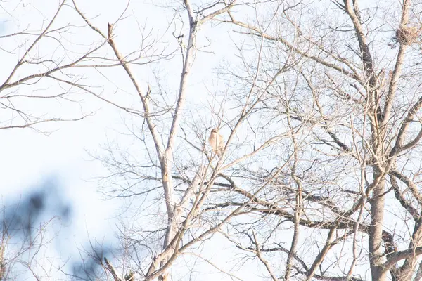 Kızıl omuzlu şahin, açık mavi gökyüzüne karşı çıplak kış dallarında tünemişti. Doğal ortamında görkemli bir yırtıcı kuş. Vahşi yaşam.