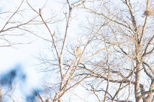 Kızıl omuzlu şahin, açık mavi gökyüzüne karşı çıplak kış dallarında tünemişti. Doğal ortamında görkemli bir yırtıcı kuş. Vahşi yaşam.
