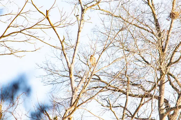 Kızıl omuzlu şahin, açık mavi gökyüzüne karşı çıplak kış dallarında tünemişti. Doğal ortamında görkemli bir yırtıcı kuş. Vahşi yaşam.