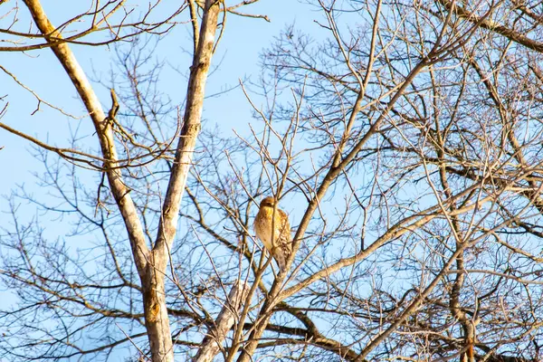 Kızıl omuzlu şahin, açık mavi gökyüzüne karşı çıplak kış dallarında tünemişti. Doğal ortamında görkemli bir yırtıcı kuş. Vahşi yaşam.