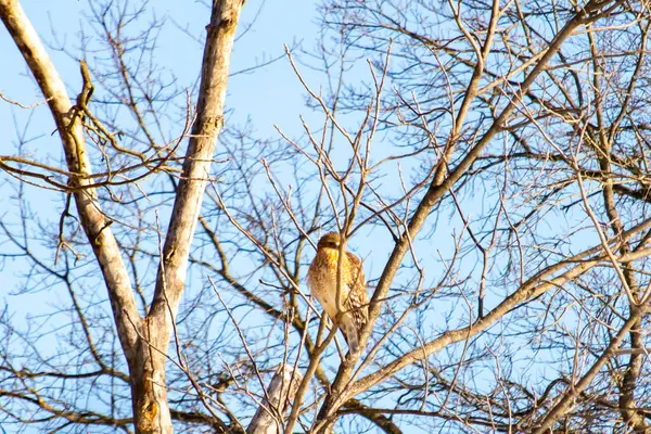 Kızıl omuzlu şahin, açık mavi gökyüzüne karşı çıplak kış dallarında tünemişti. Doğal ortamında görkemli bir yırtıcı kuş. Vahşi yaşam.