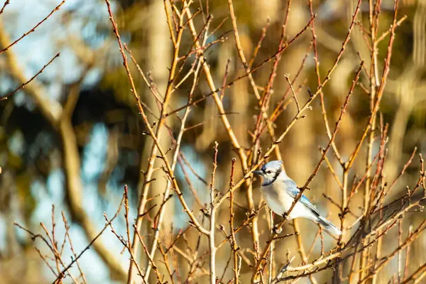 Küçük, paslı, kahverengi bir Carolina Wren kar tozlu süet besleyicisinin içine tünemiş yumuşak, bulanık bir arka plana karşı. Kış kuşu yemi.