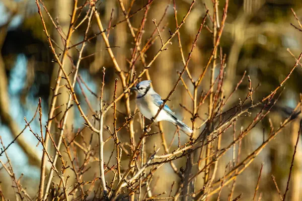 Küçük, paslı, kahverengi bir Carolina Wren kar tozlu süet besleyicisinin içine tünemiş yumuşak, bulanık bir arka plana karşı. Kış kuşu yemi.