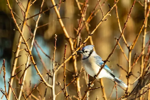 Küçük, paslı, kahverengi bir Carolina Wren kar tozlu süet besleyicisinin içine tünemiş yumuşak, bulanık bir arka plana karşı. Kış kuşu yemi.