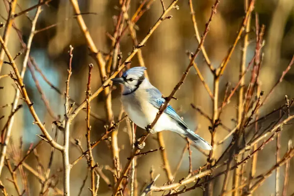 Çıplak dalların arasına tünemiş mavi bir karga, yumuşak mavi ve beyaz tüyleri dalların sıcak, altın renkleriyle çelişiyordu. Kış mevsimi nedeniyle uzuvlar çıplak..