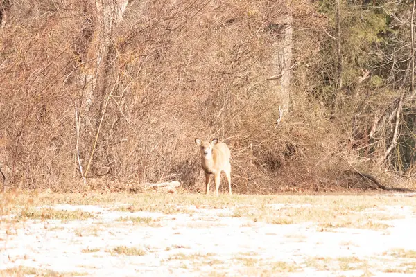 Genç, beyaz kuyruklu bir geyik, seyrek, kısmen karlı bir tarlada birbirine dolanmış çalılara karşı tetikte durur. Doğal bir ortamda kış yaban hayatı.