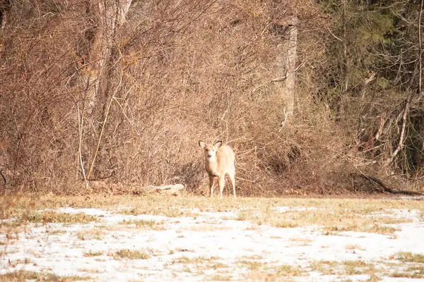 Genç, beyaz kuyruklu bir geyik, seyrek, kısmen karlı bir tarlada birbirine dolanmış çalılara karşı tetikte durur. Doğal bir ortamda kış yaban hayatı.