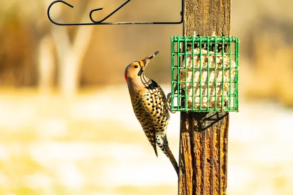 Bir Kuzey Flicker yeşil bir süet besleyiciye yapışır, tüyleri yumuşak, bulanık bir zemin üzerine detaylandırılır. Vahşi yaşam yakın plan, bir an beslenme anı yakalıyor.