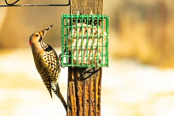 Bir Kuzey Flicker yeşil bir süet besleyiciye yapışır, tüyleri yumuşak, bulanık bir zemin üzerine detaylandırılır. Vahşi yaşam yakın plan, bir an beslenme anı yakalıyor.