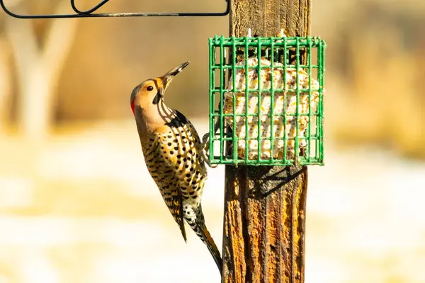 Bir Kuzey Flicker yeşil bir süet besleyiciye yapışır, tüyleri yumuşak, bulanık bir zemin üzerine detaylandırılır. Vahşi yaşam yakın plan, bir an beslenme anı yakalıyor.