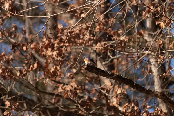 Canlı bir Doğulu mavi kuş, ılık ve sonbahar renklerinin arkaplanının ortasında bir dala tünemişti. Doğa, vahşi yaşam, huzur.
