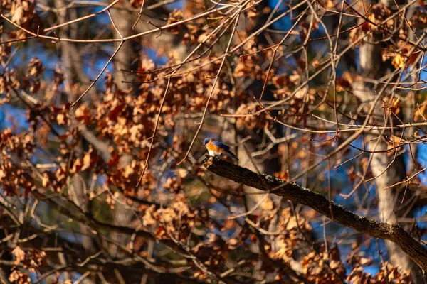 Canlı bir Doğulu mavi kuş, ılık ve sonbahar renklerinin arkaplanının ortasında bir dala tünemişti. Doğa, vahşi yaşam, huzur.