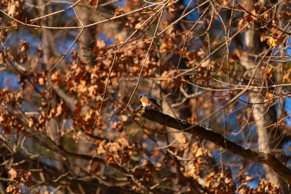 Canlı bir Doğulu mavi kuş, ılık ve sonbahar renklerinin arkaplanının ortasında bir dala tünemişti. Doğa, vahşi yaşam, huzur.