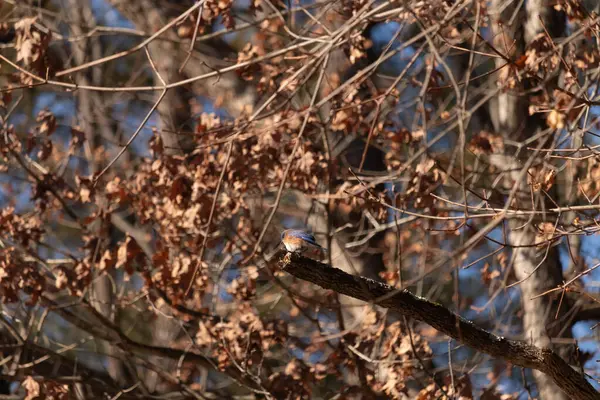 Canlı bir Doğulu mavi kuş, ılık ve sonbahar renklerinin arkaplanının ortasında bir dala tünemişti. Doğa, vahşi yaşam, huzur.